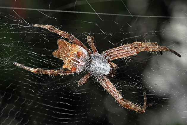 Cyrtophora citricola